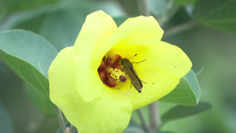 역대 2번째 뜨거웠던 제주…식물 생태계에도 영향