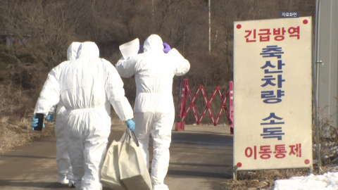 아프리카돼지열병·고병원성 AI에...정부, 방역 강화