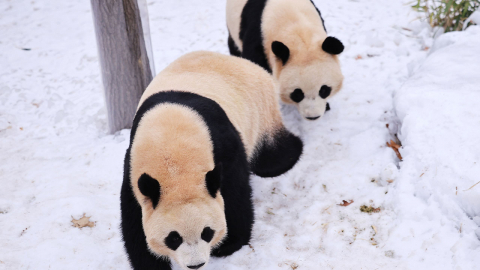 [기업] 아침에 판다 가족 만난다...에버랜드, '굿모닝 바오패밀리' 오픈