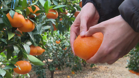 미국산 감귤 ’무관세’ 시대…제주 만감류 농가 ’긴장’
