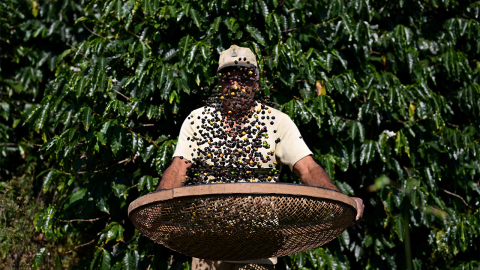 미국 관세 맞은 ’생산량 1위’ 브라질 커피, 중국이 20% 더 사들여