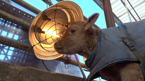 동장군 입김에 50m 폭포 ’꽁꽁’…송아지도 ’오들오들’