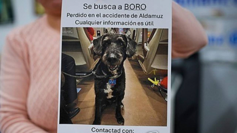 비극 속 기적…스페인 열차 참사서 실종된 반려견, 주인 품으로