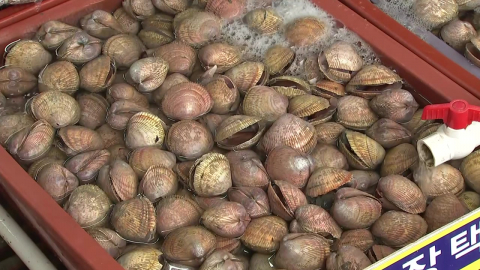 서해안의 맛 품은 \'새조개\'…작황 회복에 축제 활기
