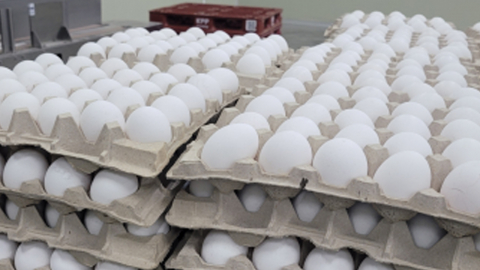 미국산 달걀 이달 말부터 공급...정부, 검역·검사 현장점검