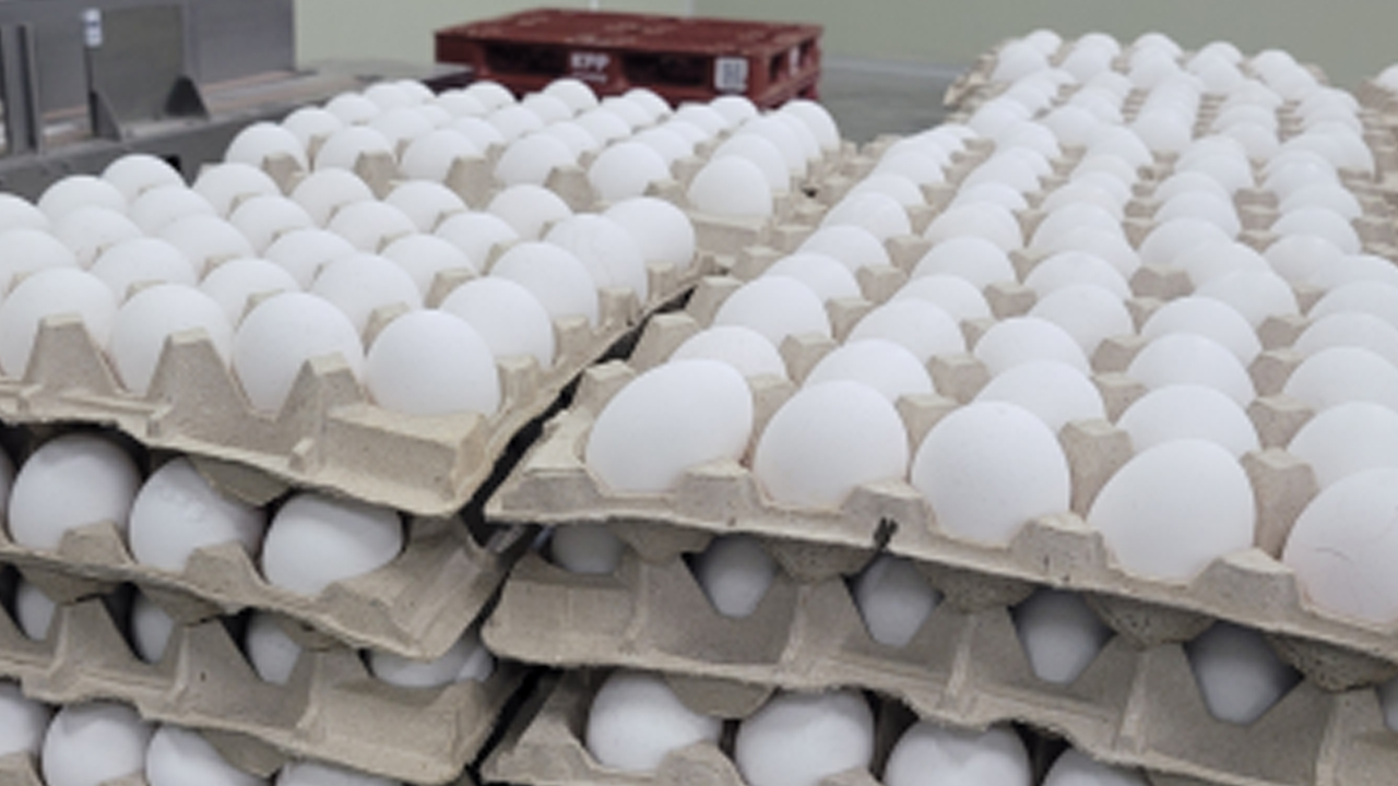 미국산 달걀 이달 말부터 공급...정부, 검역·검사 현장점검
