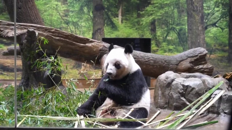 일 마지막 판다 2마리 반환…54년 만에 판다 ’제로’
