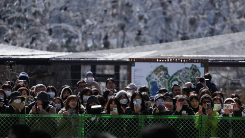 "잘 가"…판다 쌍둥이 중국행에 일본 팬들 눈물의 작별