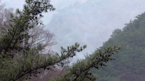 [날씨] 추위·건조 겹친 \'위험한 조합\'…산불 위험 빨간불