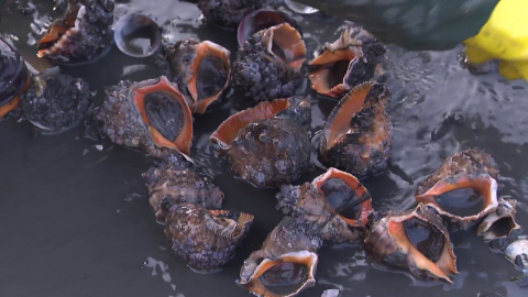 새조개에 참소라까지 풍년...겨울 미식가 유혹