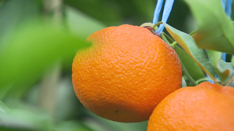 "재생에너지로 키웠다"...전국 첫 ’RE100 감귤’ 탄생