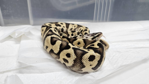 강남 지하철역에 버려진 뱀, 멸종위기종 \'볼파이톤\'이었다