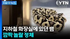 강남 지하철역에 버려진 뱀, 알고 보니 멸종위기종 \'볼파이톤\' [지금이뉴스] 