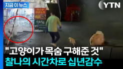 길고양이 밥 주려하는 순간 \'퍽\'...십년감수한 식당 주인 [지금이뉴스]