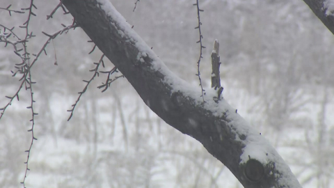  경기·강원 북부 대설주의보...특보 지역 늘어날 듯