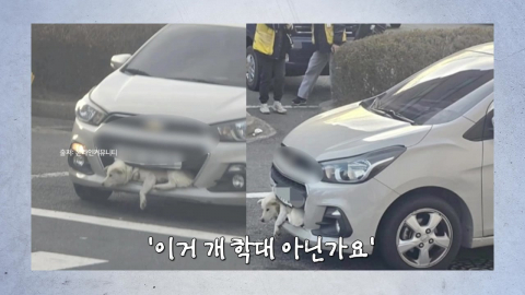 ’백구가 왜 범퍼에 끼여있어?’ 논란 확산…목격자 말 들어보니 [앵커리포트]