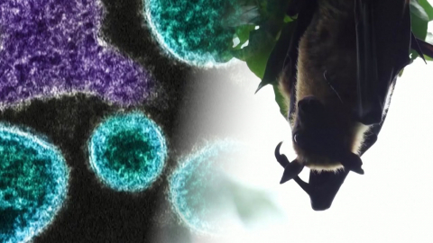 \'치사율 75%\' 니파의 습격… 아시아 \'방역 비상\'