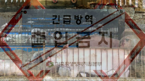 경남 첫 아프리카돼지열병…설 앞두고 방역 '비상'