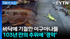 기절한 이구아나들이 나무에서 \'툭툭\'...미국 남부 덮친 이상 한파 [지금이뉴스]