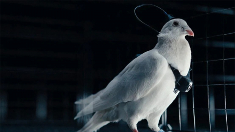 러, 뇌에 신경칩 심은 ’비둘기 드론’ 개발…군사 전용 우려