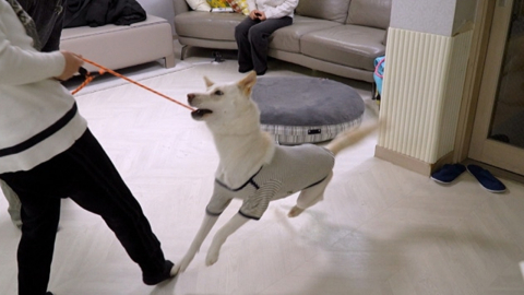 '개훌륭' 스스로 문 열고 가출한 고민견…이웃 간 갈등에 몽둥이까지 등장