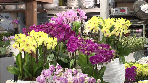 "여긴 꽃 세상" 추위 속 봄 향기…양재꽃시장 ’활기’