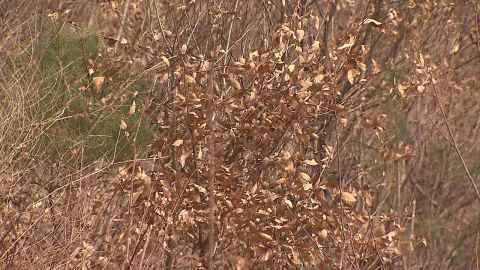 [날씨] 낮부터 영상권, 서울 등 건조특보…올해 산불 지난해보다 66%↑