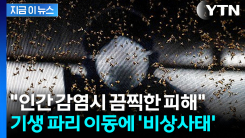 \'살 파먹는 구더기\' 확산 조짐...점점 미국 쪽 이동에 \'비상사태\' [지금이뉴스]
