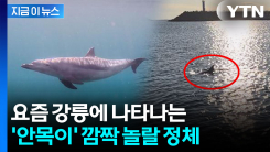 "제주 외에서 첫 발견"...\'안목이\' 정체 확인해 보니 [지금이뉴스] 