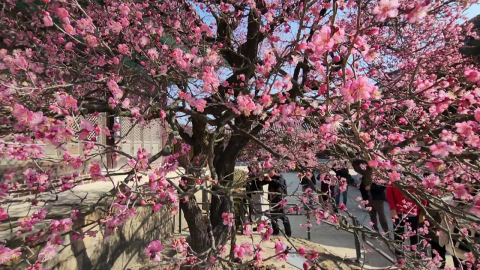 남쪽에 홍매화 \'활짝\'…성큼 찾아온 봄내음