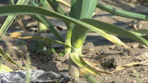 "친환경·스마트 농업이 답"…농업 대전환 \'속도\'