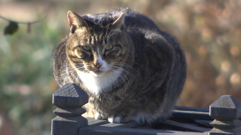 [날씨] "맑고 쾌청한 설날"…산간 강풍·해상 높은 물결 주의