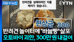 \'안전하게 뛰어놀아야 하는데\'... 반려견에 \'바늘빵\' 미끼, 현상금 걸었다 [지금이뉴스]