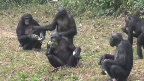 "보노보, 인간처럼 상상할 수 있어…'소꿉놀이' 가능"