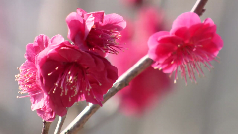 봄꽃 피고 해변도 북적...두달 앞선 계절 '오늘 서울 17℃'