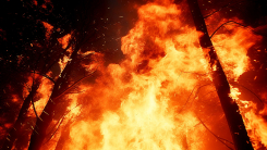 반복되는 최악의 산불...우리나라 '산림 구조' 자체가 문제? [Y...