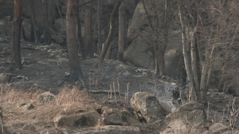함양 산불, 이틀 만에 진화…올해 첫 대형 산불