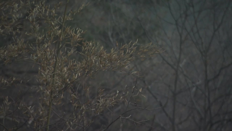 [날씨] 역대급 메마름에 한 달 빠른 대형산불…"오늘 천금같은 단비"