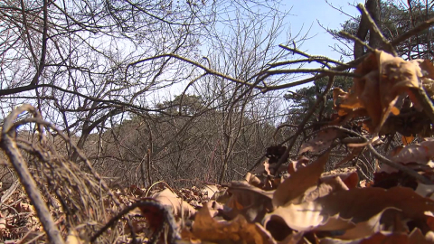 [날씨] "밀양 올해 강수량 0mm", 화약고 수준…오전에 단비