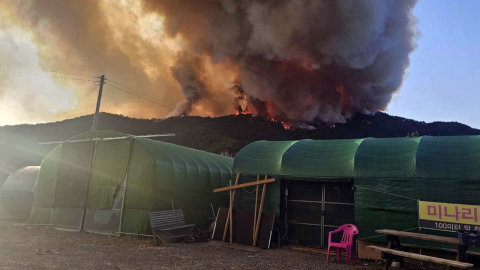 산불, 지난해 대비 1.7배 증가…원인과 예방법은?