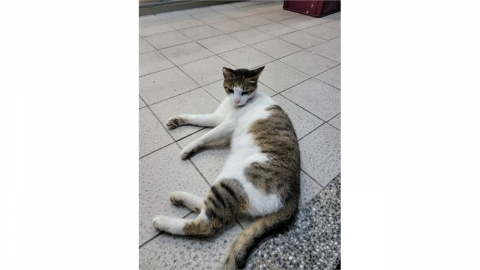 타이완, 10년간 신생아 50%↓...반려묘 등록은 4배↑