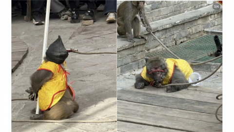 중국 관광지 '원숭이 총살' 공연…동물학대 논란에 계약해지