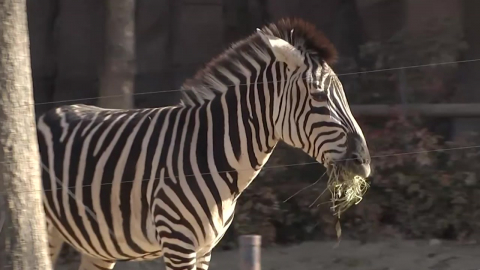 "숨소리도 들려요!"…도보탐험 사파리, 관람객 북적