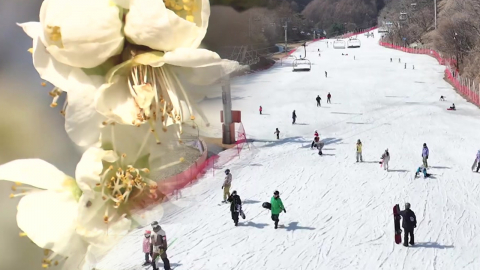 봄기운 머금고 매화 개화…막바지 스키장도 '북적'