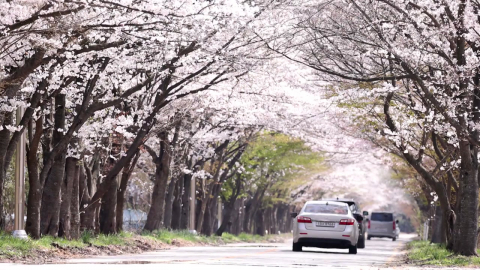 "해마다 앞당겨지는 꽃시계"…올해도 최대 8일 빨라