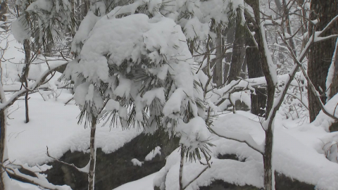연휴 끝자락 폭설…산불 걱정은 '뚝'