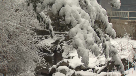 강원 산지에 또 대설…봄꽃 대신 눈꽃 \'활짝\'