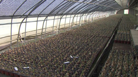 유가 급등에 난방비도 치솟아…화훼농가 '울상'