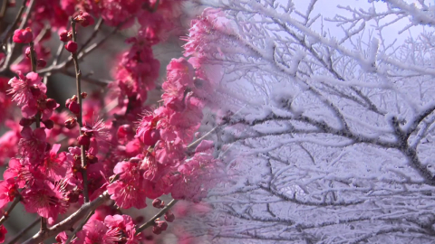 산에는 서리꽃, 들에는 매화…"두 계절 즐겨요"