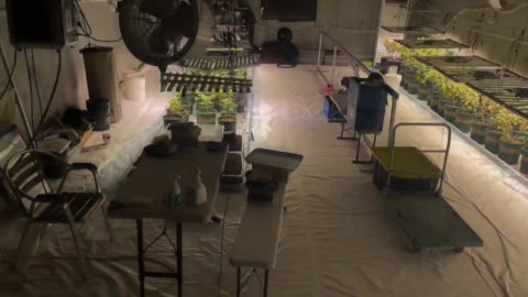 스마트팜 한다더니…나랏돈으로 대마 농사